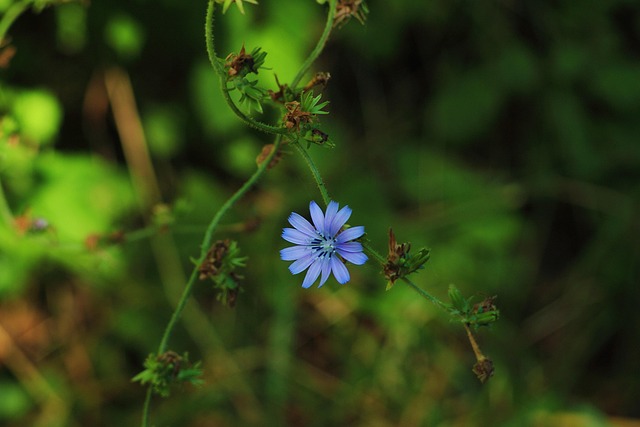Free Flower Blue Flower photo and picture