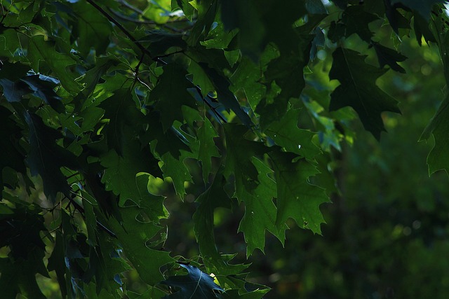 Free Green Forest photo and picture