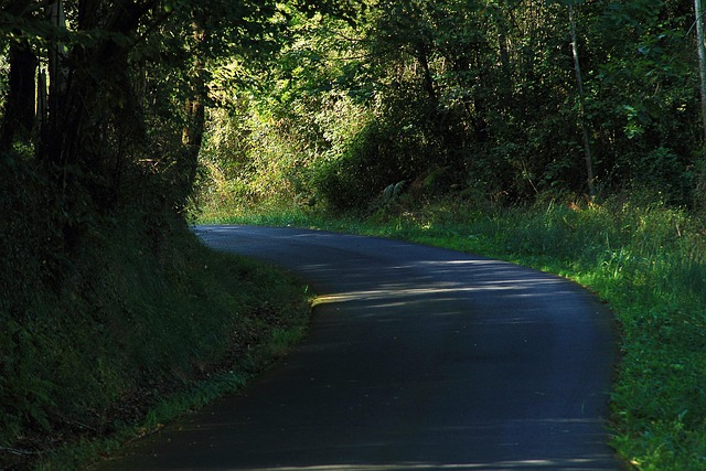 Free Forest Green photo and picture