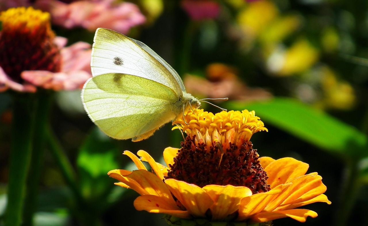 Butterfly Pollen Insect Free photo on Pixabay Pixabay