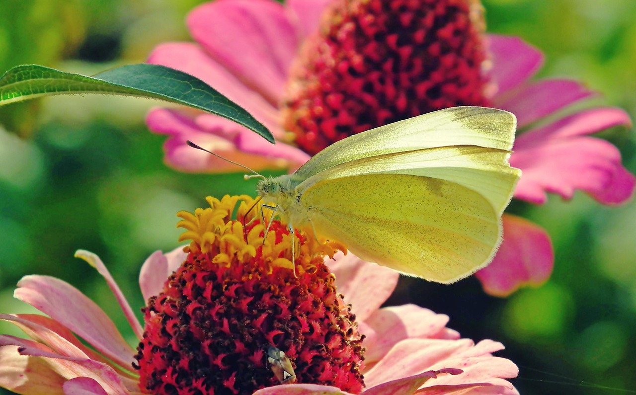 Butterfly Pollen Insect Free photo on Pixabay Pixabay