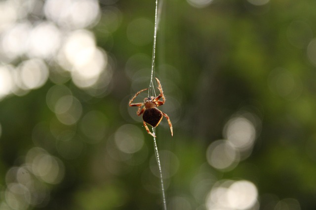 Edderkop, Web, Edderkoppespind, Arachnid