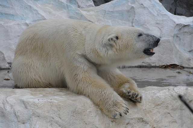 Free Bear White photo and picture
