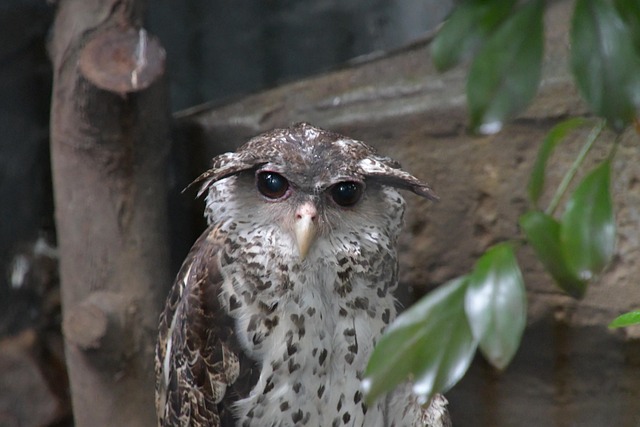 Free Owl Horned photo and picture