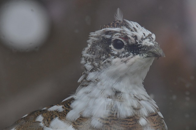 Free Bird Feathers photo and picture