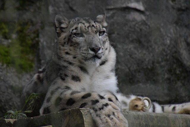 Free Leopard Snow photo and picture