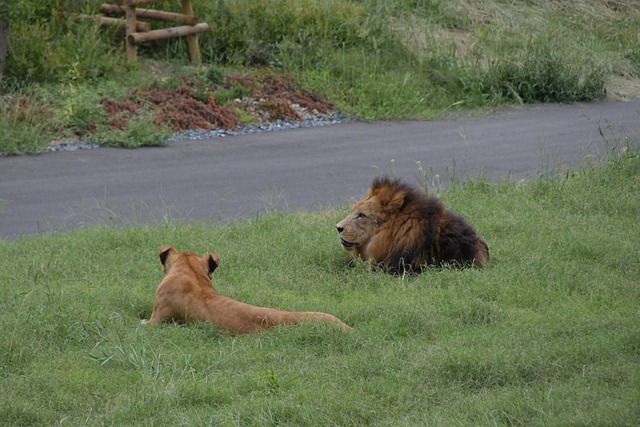 Free Lions Big Cats photo and picture
