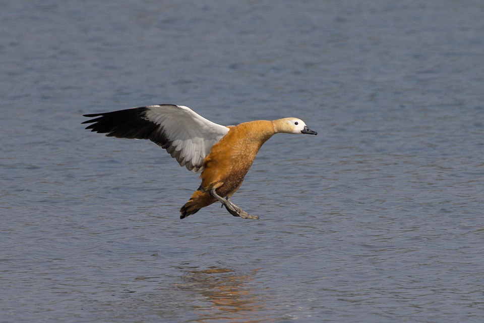 Ruddy Shelduck Waterfowl Flying - Free photo on Pixabay - Pixabay