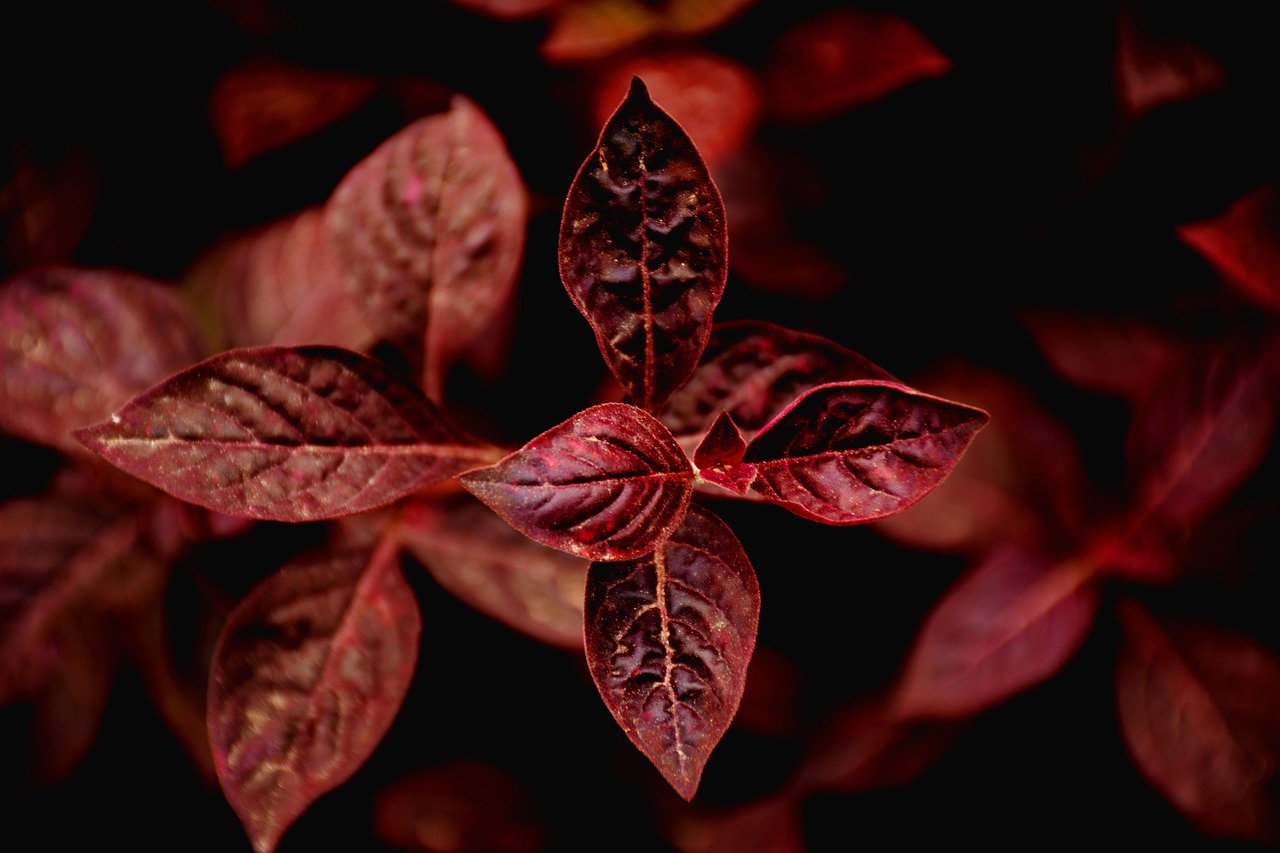 20,000+ Free Bush Texture & Nature Images - Pixabay