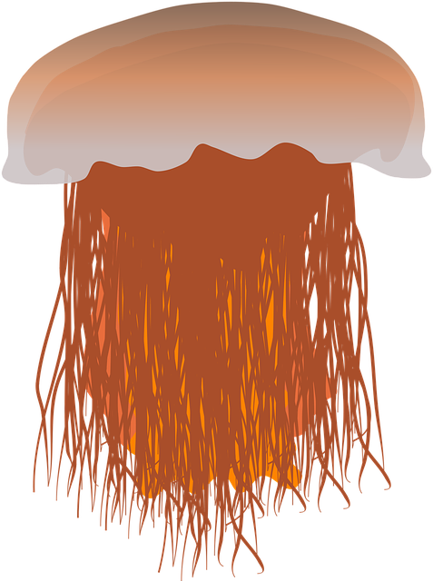 Download free HD stock image of Jellyfish Lion'S Mane Jellyfish Free jellyfish lion's mane jellyfish creature illustration