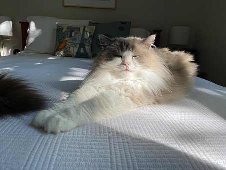 Free Cat Yoga photo and picture