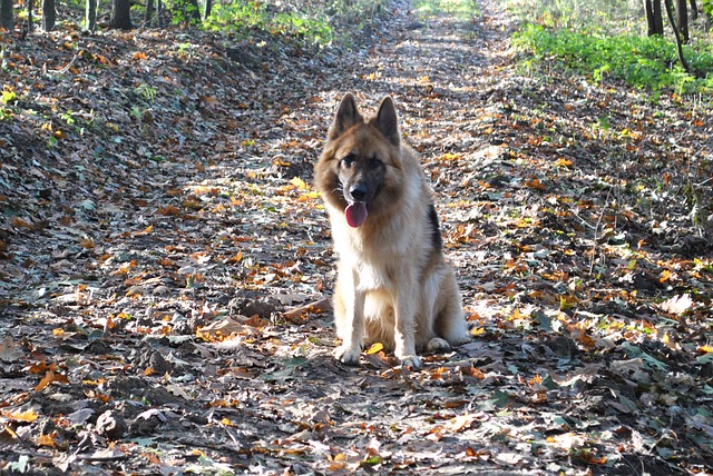 Free Dog Cute photo and picture