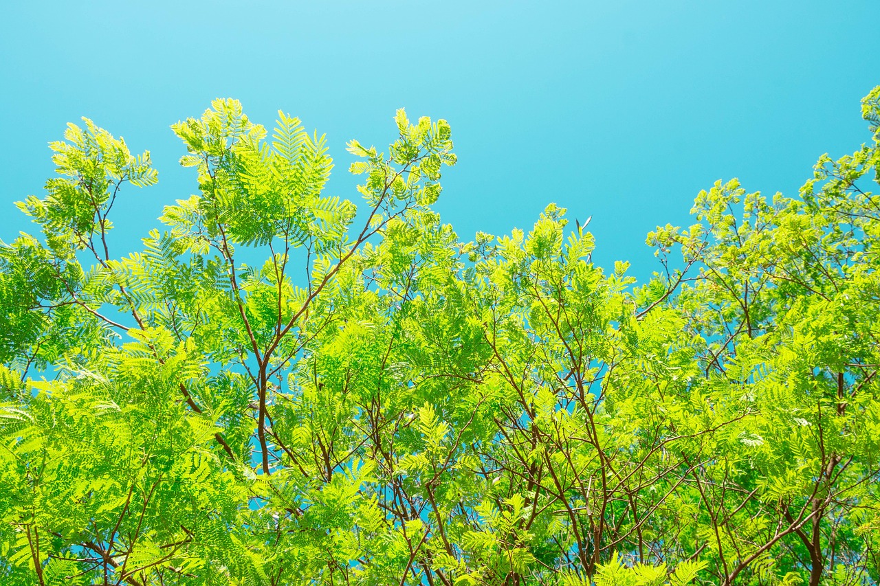 Trees Branches Leaves Free photo on Pixabay Pixabay