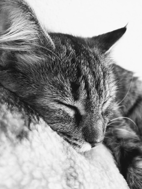 Katze Schlafen B - Kostenloses Foto auf Pixabay - Pixabay
