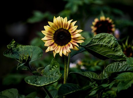 Free Sunflower Flower photo and picture