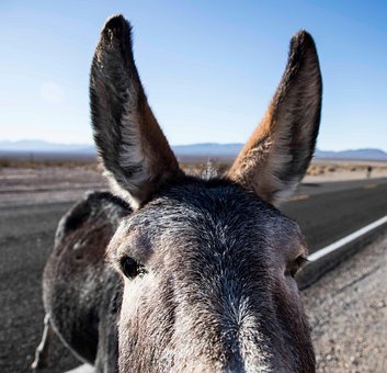 Free Burro Death Valley photo and picture