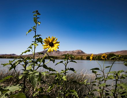 Free Blue Sky Sunflower photo and picture