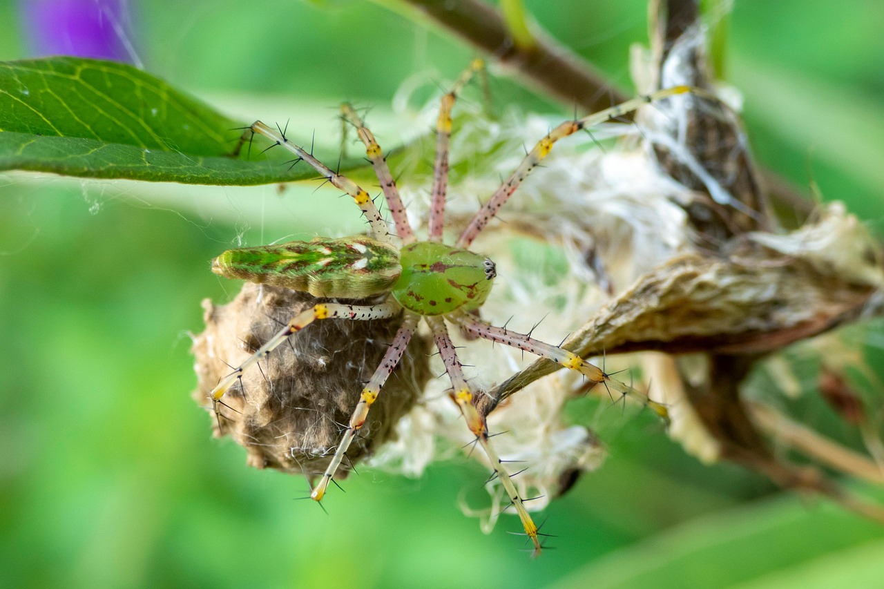 Spider Insect Bug Free photo on Pixabay Pixabay