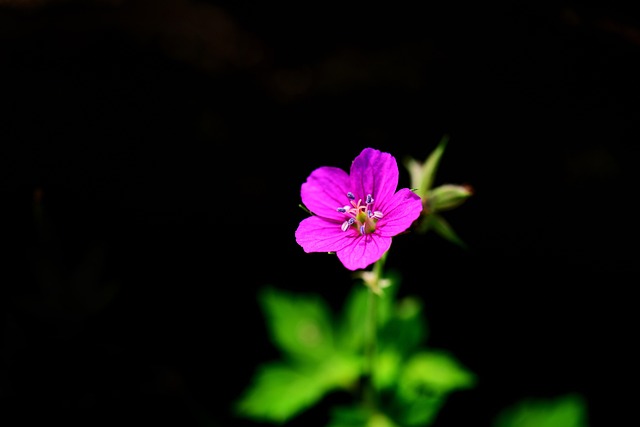 Free Thunberg'S Geranium Flower photo and picture
