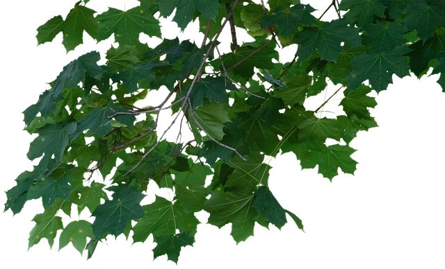 Free branches leaves maple illustration