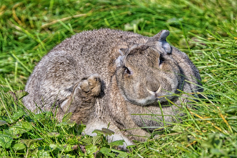 Rabbit Hare Bunny Wild - Free photo on Pixabay - Pixabay