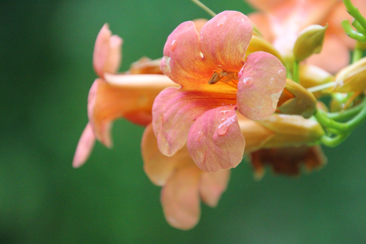 Chinese Trumpet Vine Flowers Free photo on Pixabay Pixabay