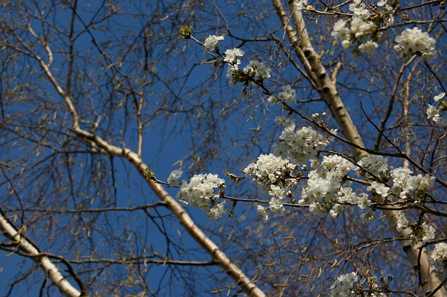 Árbol, Naturaleza, Abedul, Flores
