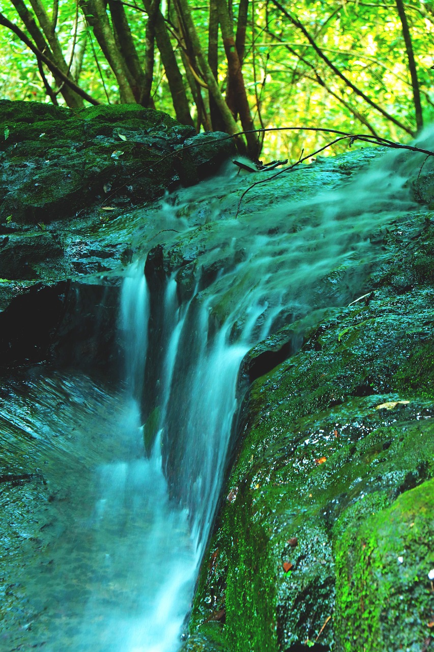 Forest Mystery Landscape Free Photo On Pixabay Pixabay forest-mystery-landscape-free-photo-on-pixabay-pixabay