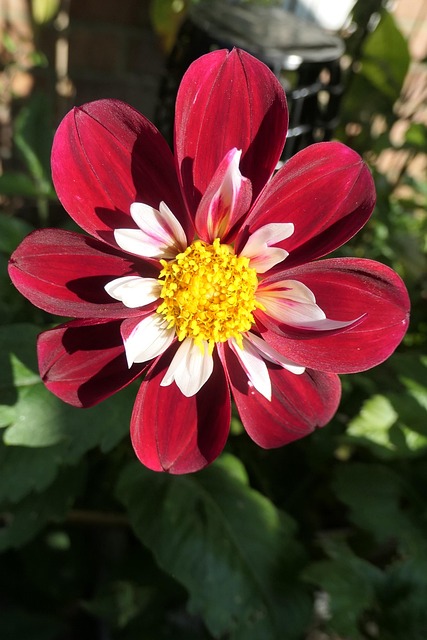 Free Dahlia Mary Evelyn photo and picture