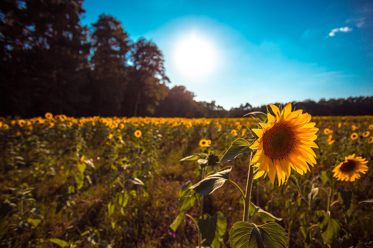 Field Of Sunflowers The Sun Free photo on Pixabay Pixabay