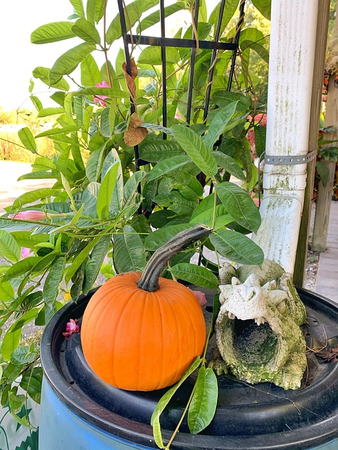 Free Pumpkin Autumn photo and picture