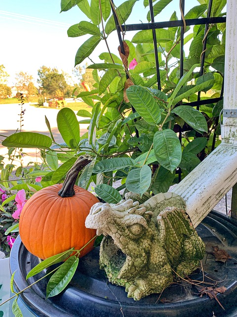 Free Pumpkin Autumn photo and picture