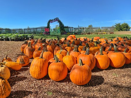 Free Pumpkins Squash photo and picture