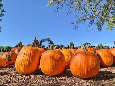 Free Pumpkins Squash photo and picture
