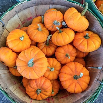 Free Pumpkins Squash photo and picture
