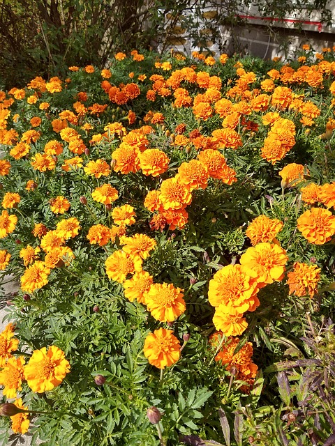 Orange Grön - Gratis foto på Pixabay - Pixabay