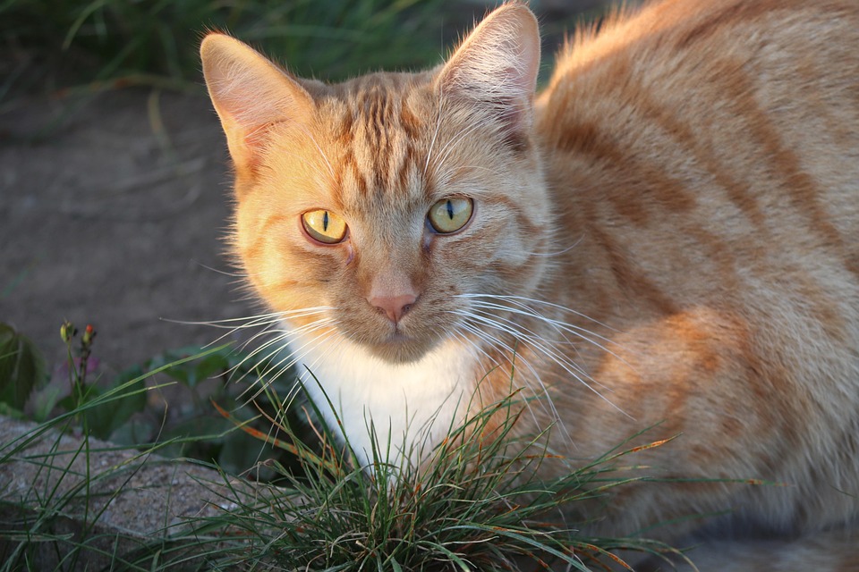 猫国内的猫小猫 Pixabay上的免费照片