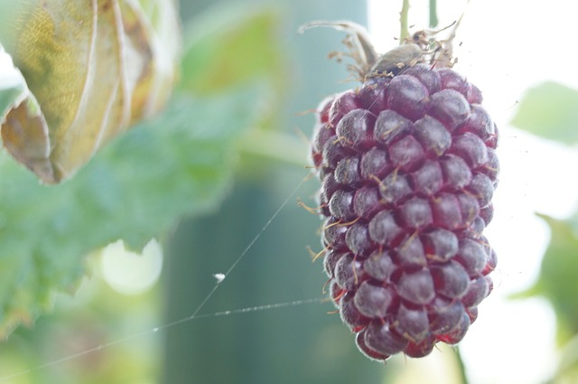Free Purple Fruit photo and picture