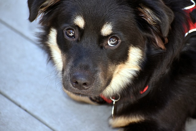 Free Dog Puppy photo and picture
