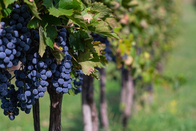 Free Grape Plantation photo and picture