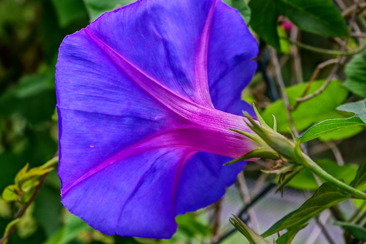Ipomoea Purpurea | LA Campanella | Edmondo Giammatteo