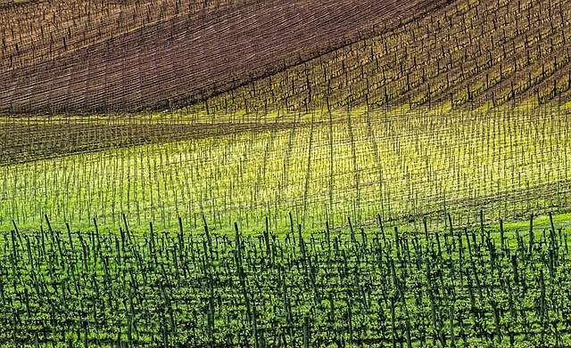 Free Tokaj Grape photo and picture