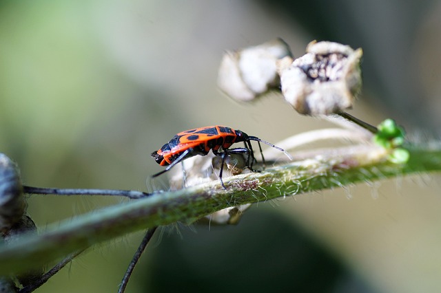 Free Common Blush Insect photo and picture