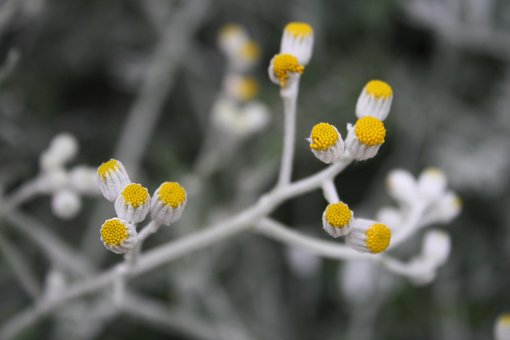 Free Silver Ragwort Buds photo and picture