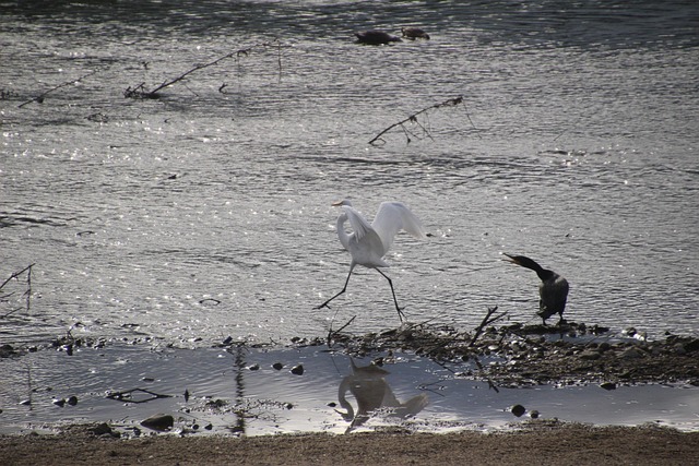 Free River Bird photo and picture