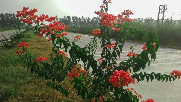 Free On The Road Pink Flowers Nature photo and picture