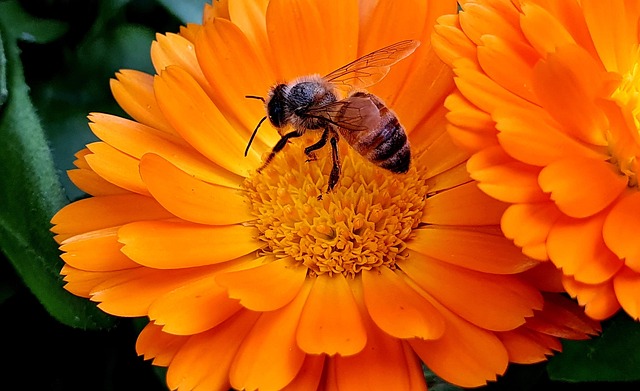 10+ Free Apiculture & Bee Photos - Pixabay