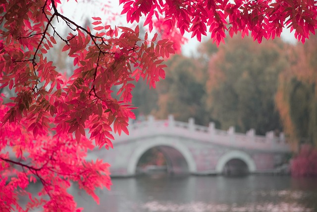Free Leaves Red Leaves photo and picture