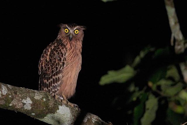 Free Bird Owl photo and picture