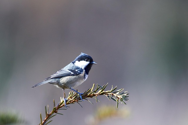 Free Bird Twig photo and picture